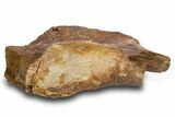 Hadrosaur Partial Ilium (Edmontosaurus) Bone - Wyoming #303380-2